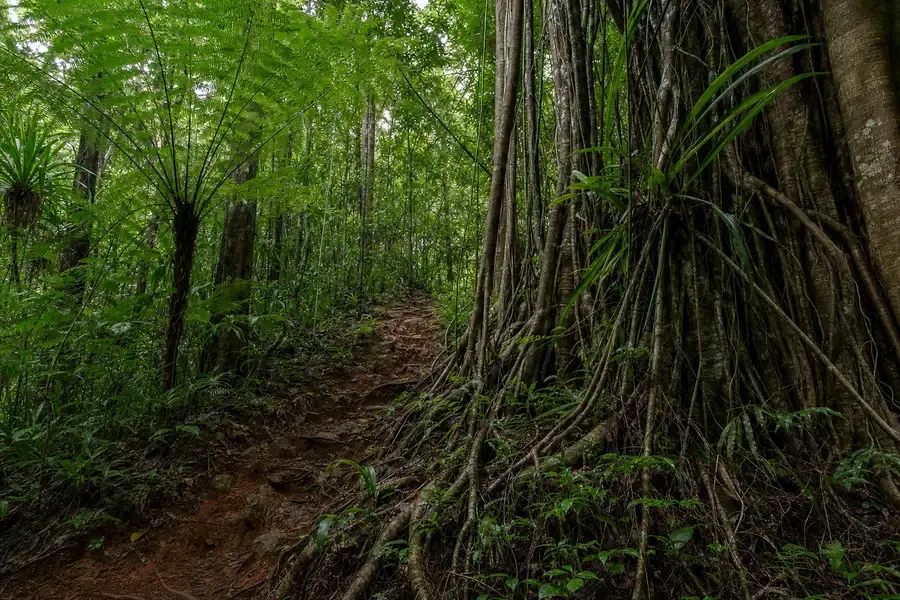 A narrow red-earth path climbing through dense rainforest (AI-generated image)