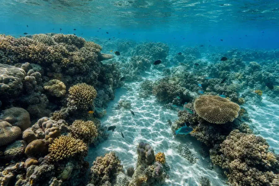 A healthy shallow coral reef in clear water with sunlight across the sand channels (AI-generated image)